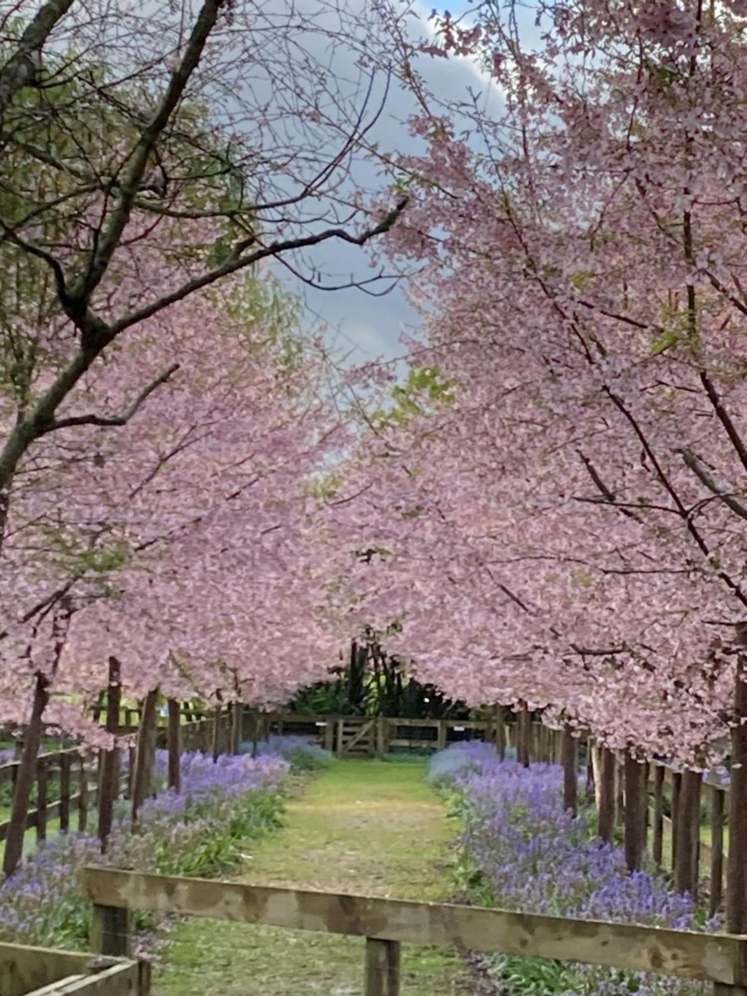 Cherry Tree Manor Bed & Breakfast Tamahere