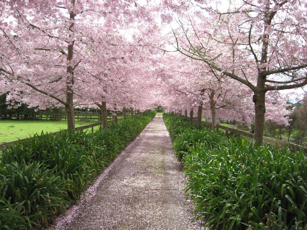 Cherry Tree Manor 3* Tamahere